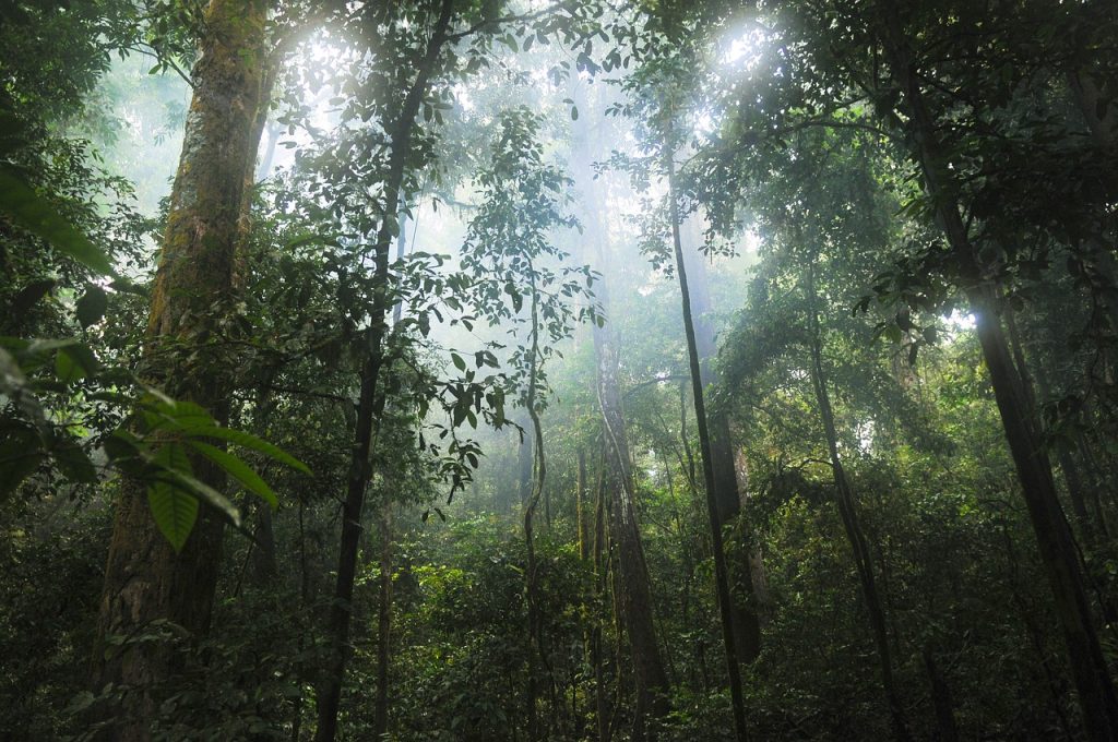 jungle, forest, trees