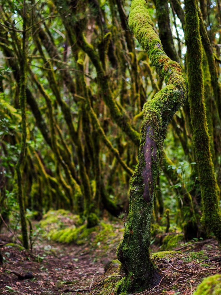 forest, tree, moss